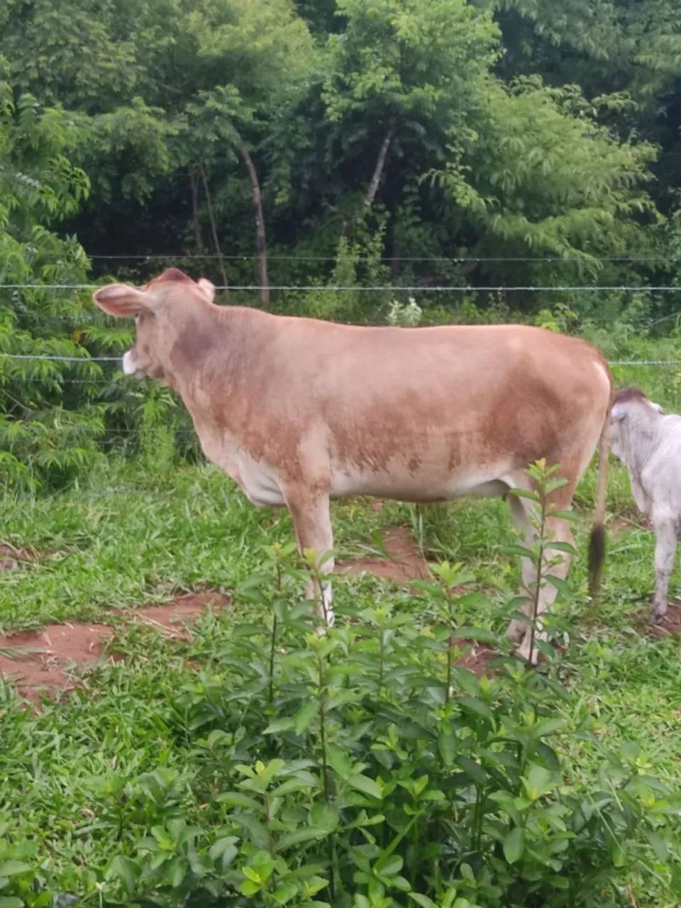 Vendo vaca e novilha Jersey de procedência leiteira. - Foto 4