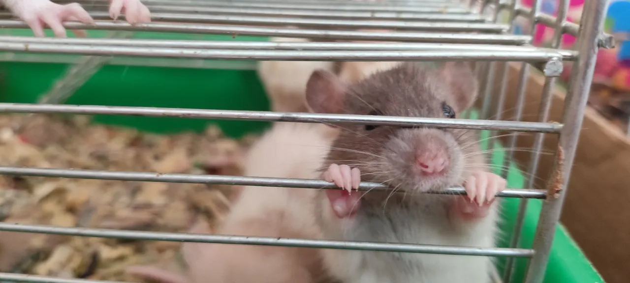 Rato Twister