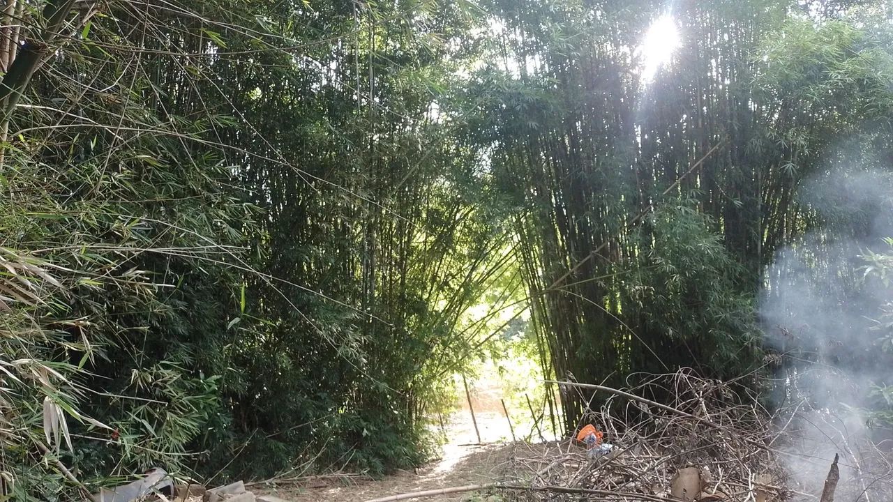 Doação de bambú  - Foto 3