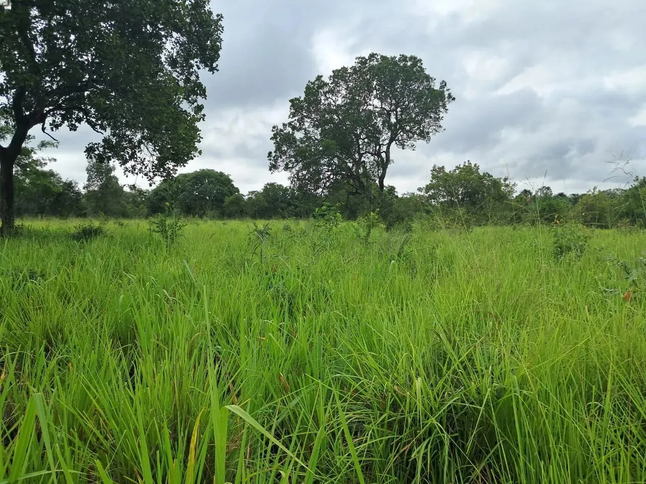 Fazenda/Sítio/Chácara para venda possui 1600000 metros quadrados com 1 quarto