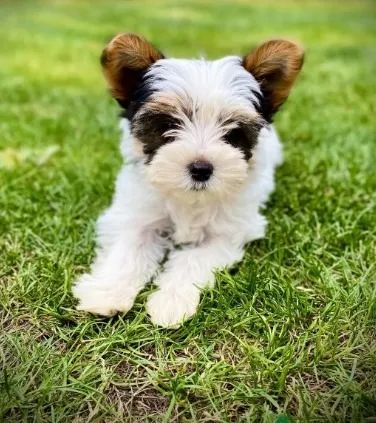  Biewer Yorkshire Terrier, a fofura mais desejada tem nome: