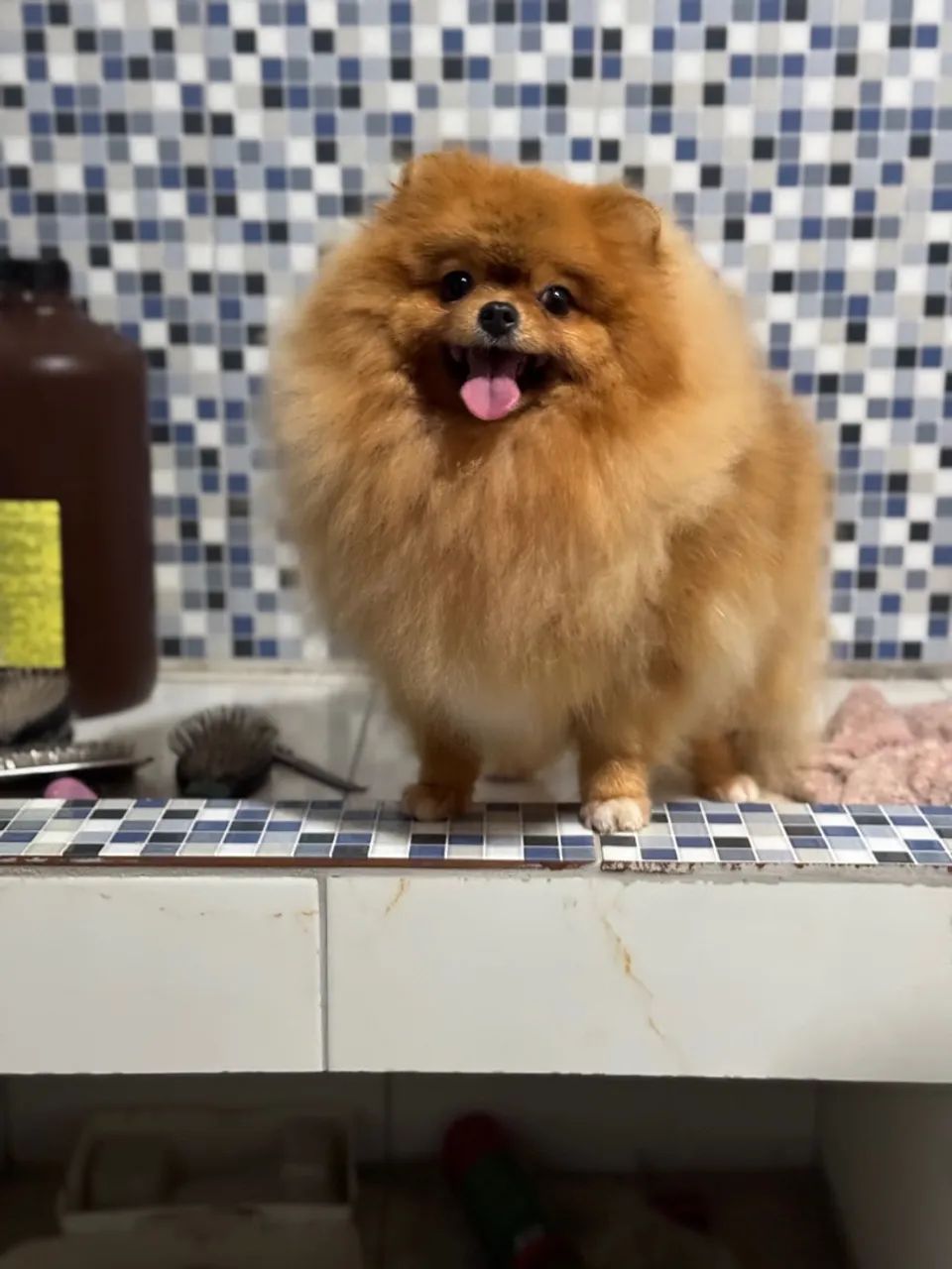 Lulu-anão  - Foto 4