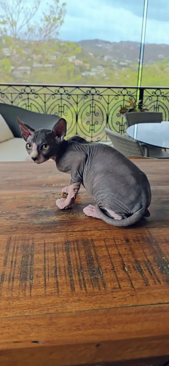 Filhote Gato Sphynx Elf - Linhagem Internacional Com Pedigree - Gatil Zaidan - N1 Brasil