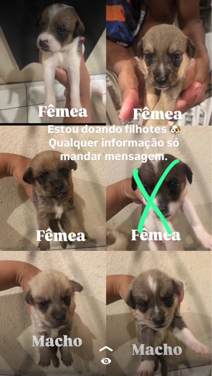 Filhotes de cachorro
