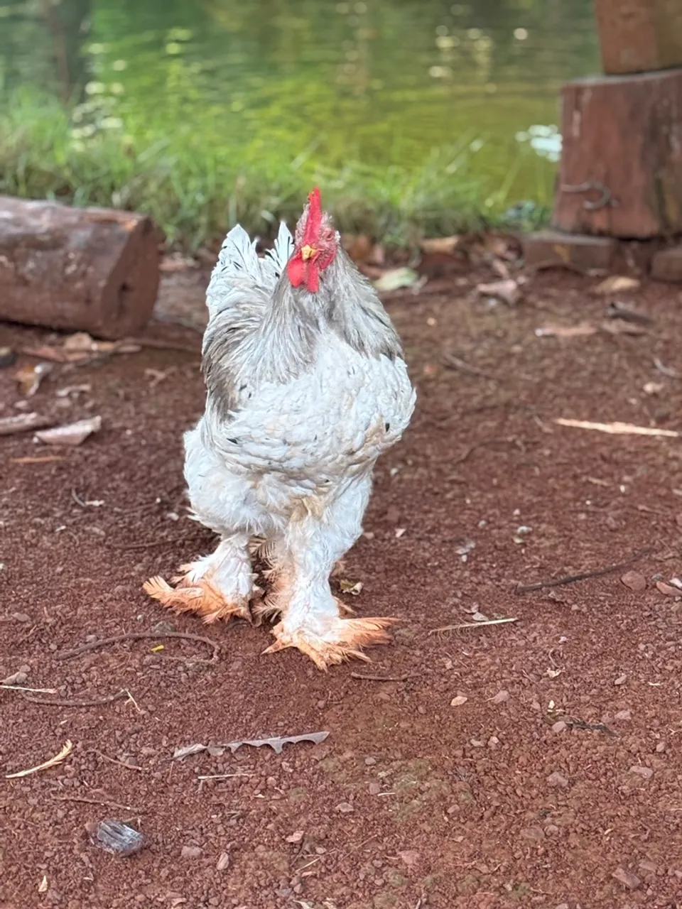 Galinha Ornamental casal