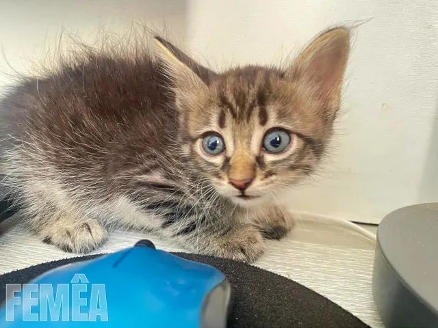 Gatinhos Adoráveis Procuram Lares Cheios de Amor!  - Foto 6