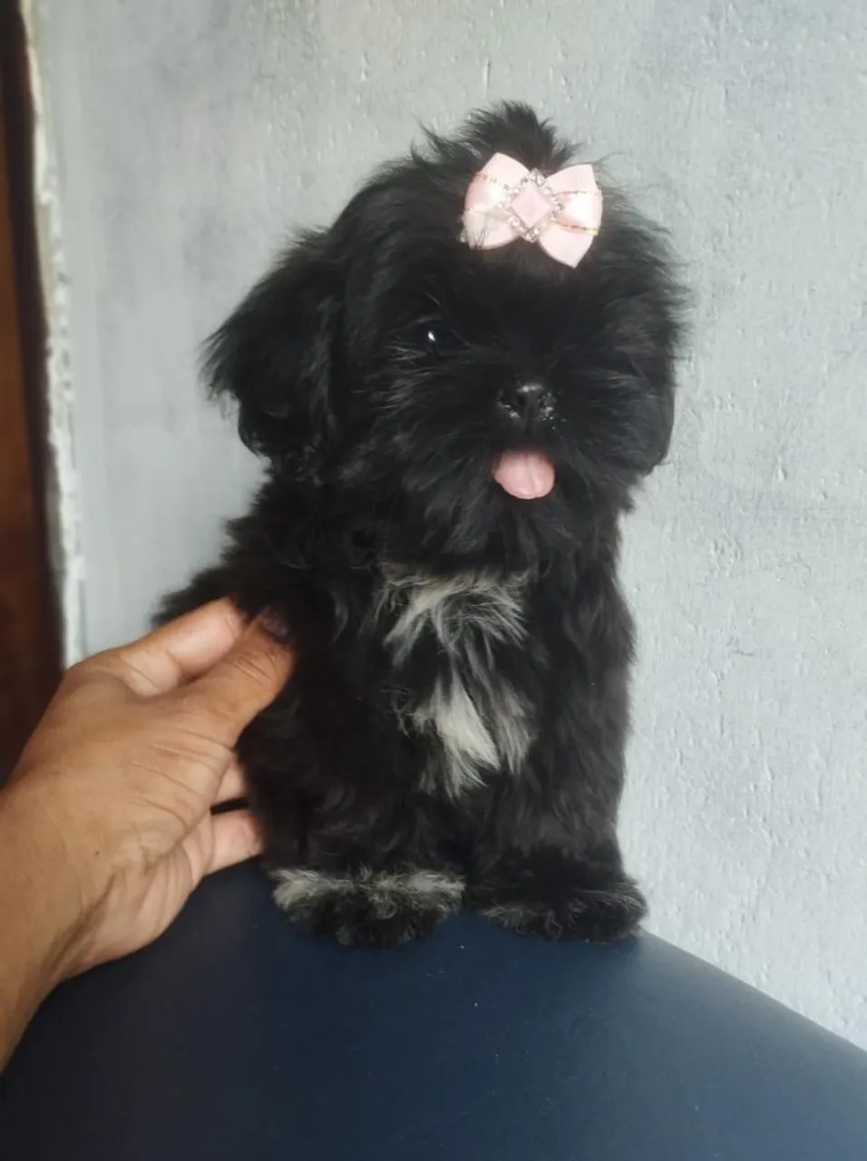 Filhote de Shih Tzu Adorável com Laço