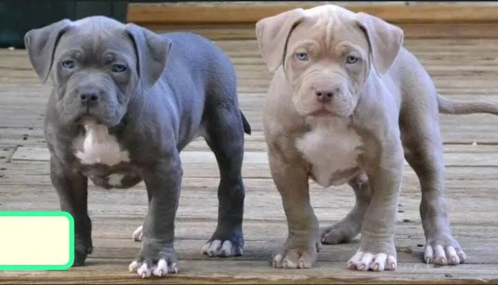 Filhotes de Pitbull lindos e saudáveis!