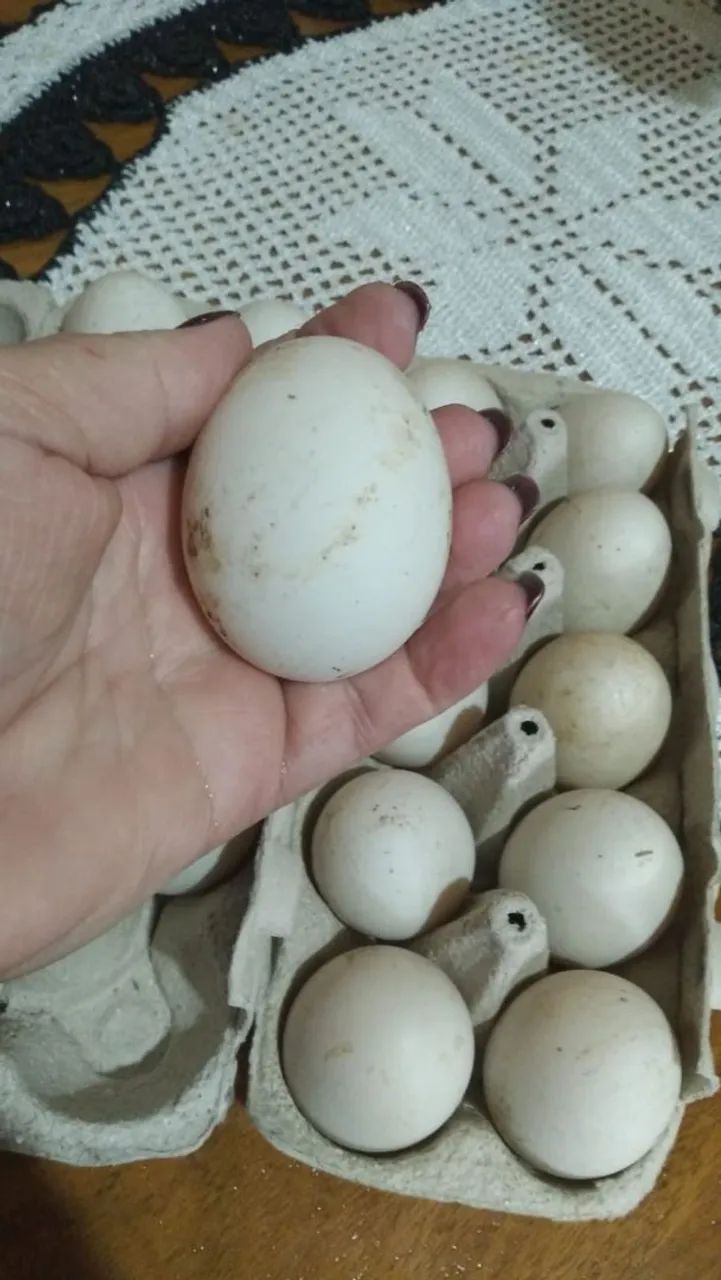 Ovo de mareco galado 50 reais a dúzia  - Foto 4