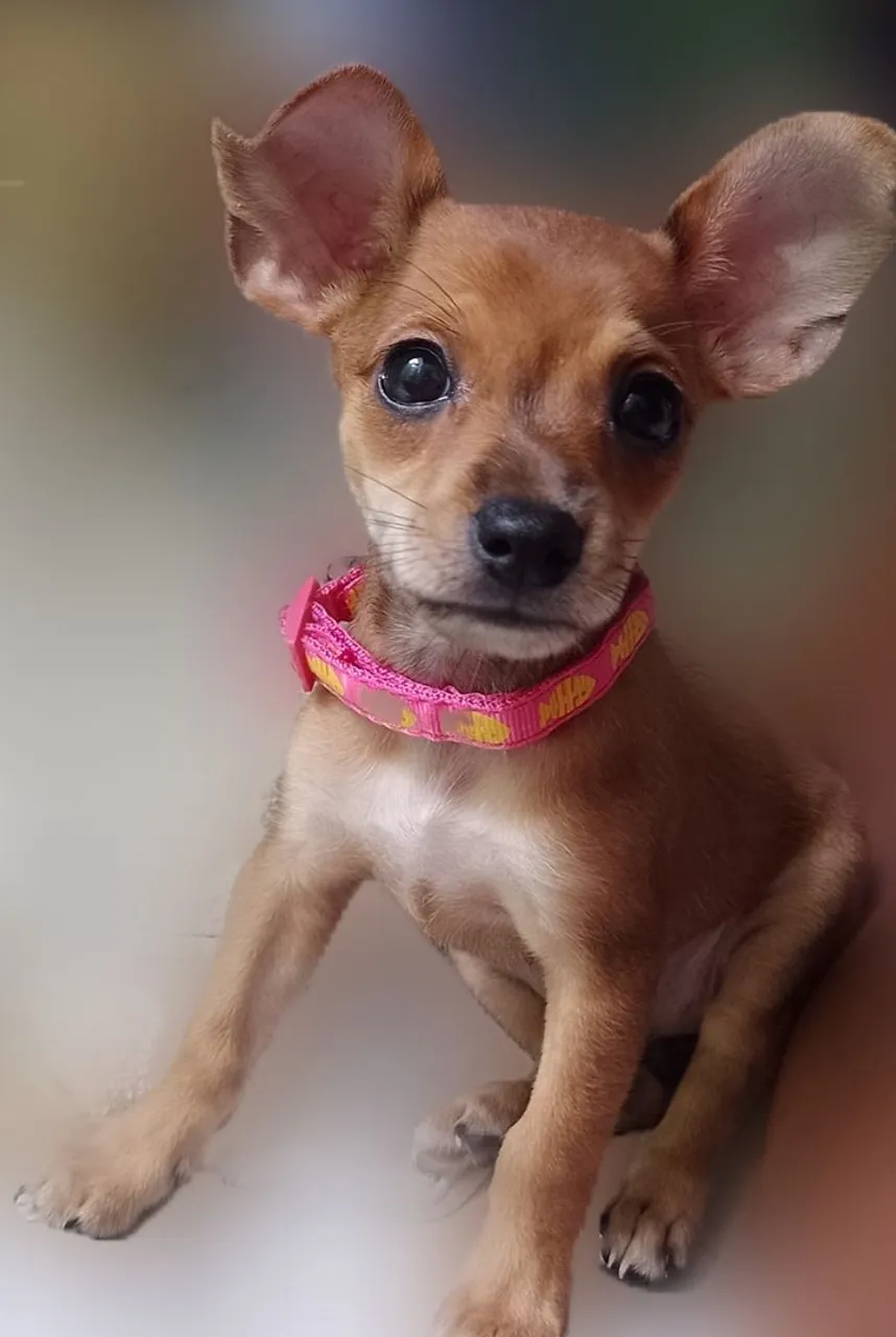 Vendo cachorra pinscher 