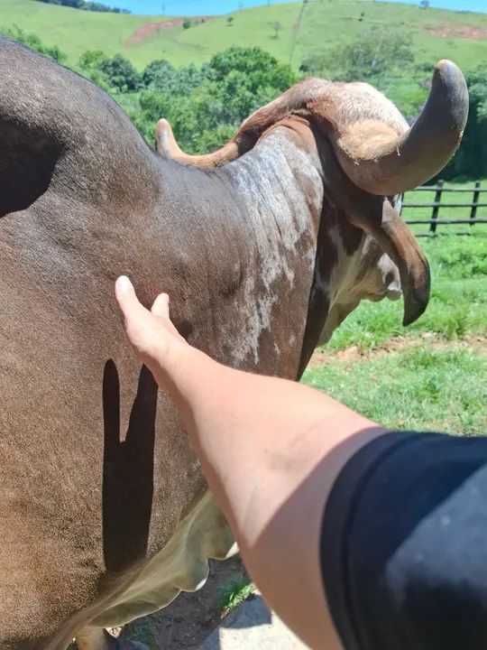 Boi Gir P.O  - Foto 4