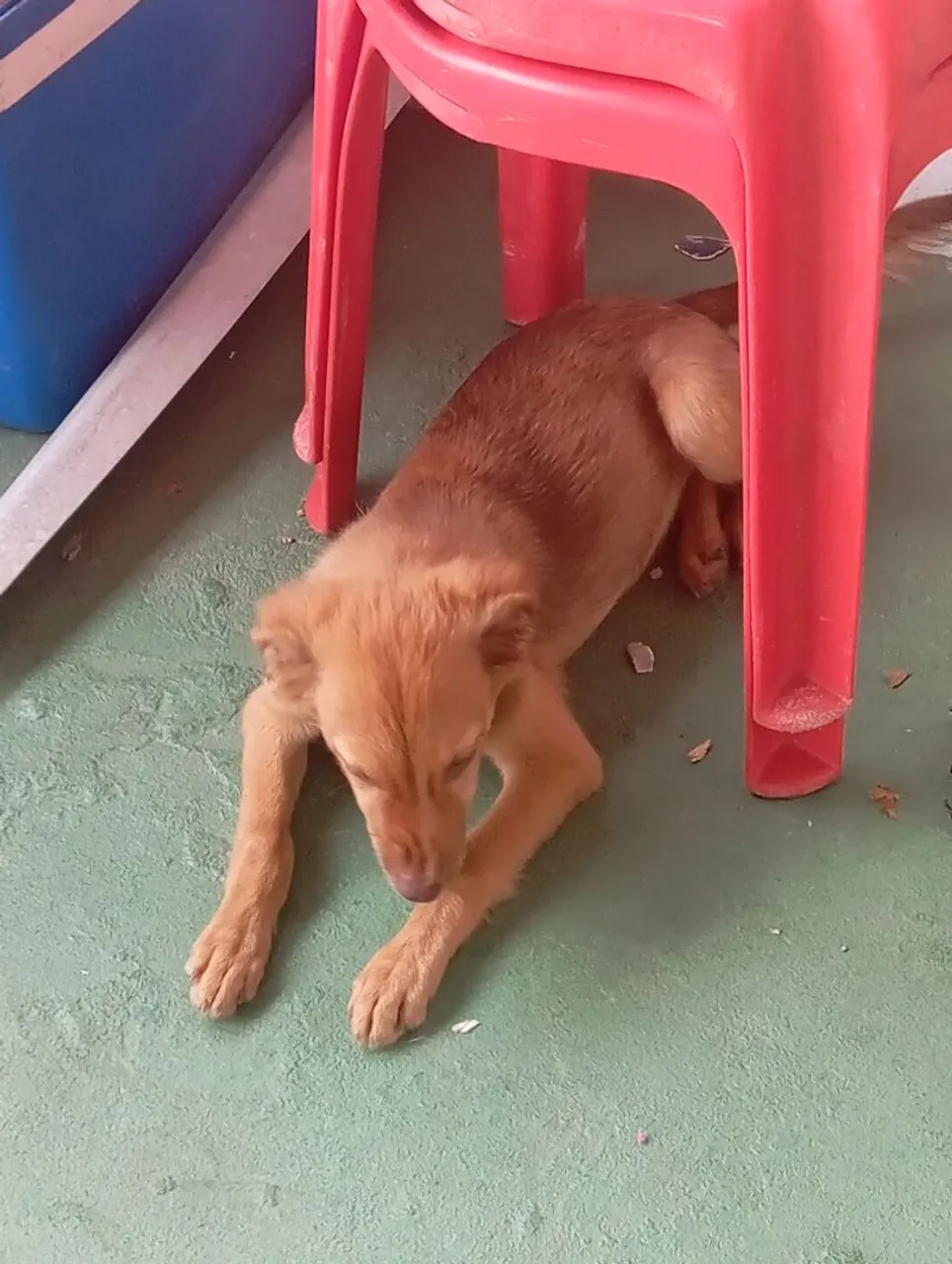 Filhote de porte médio para adoção