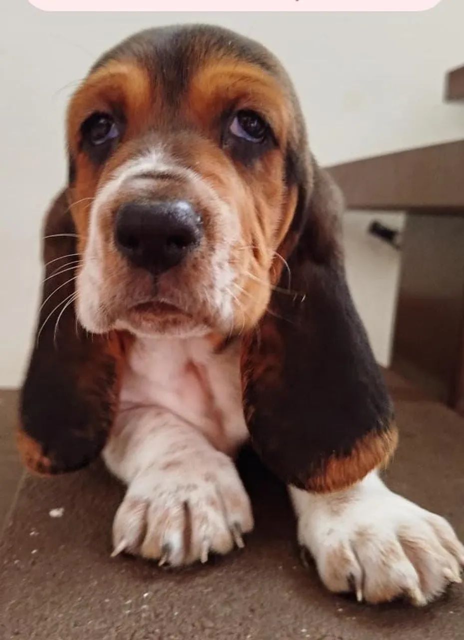 Basset Hound tricolor e bicolor