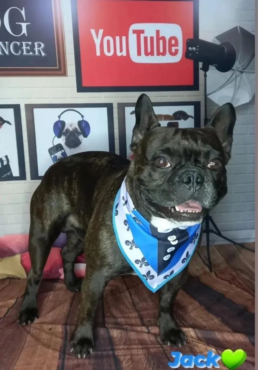 Filhotes de Bulldog Francês - Foto 3