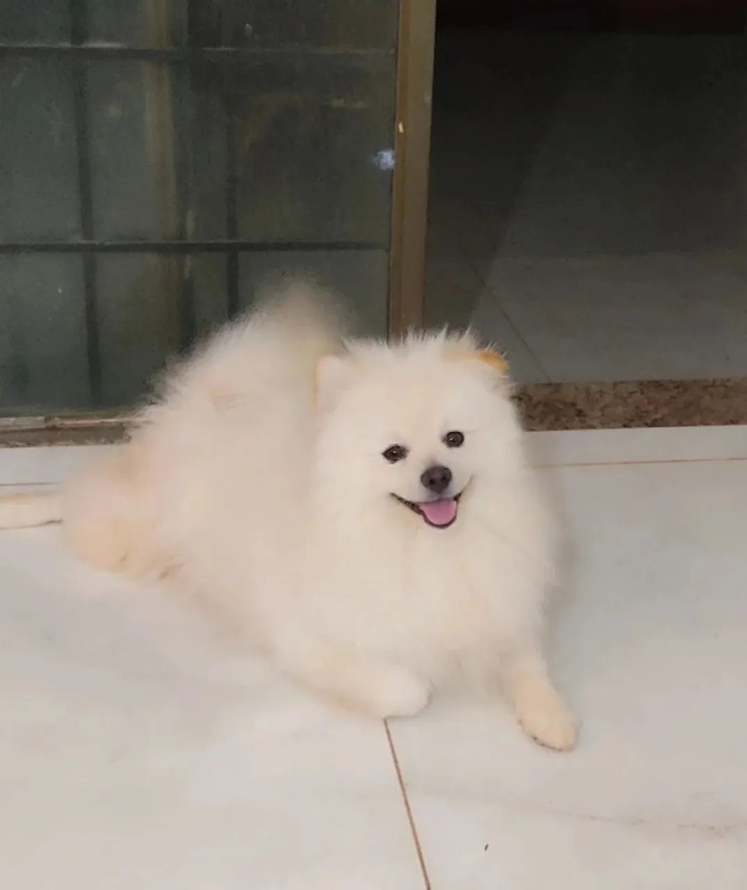 Lulu Pomerãnia /Spitz Alemão filhote  macho e fêmea  35 dias 