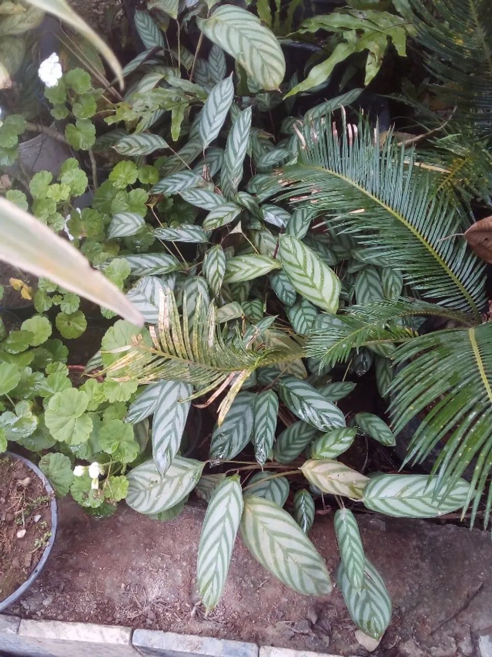 Maranta  - Foto 3