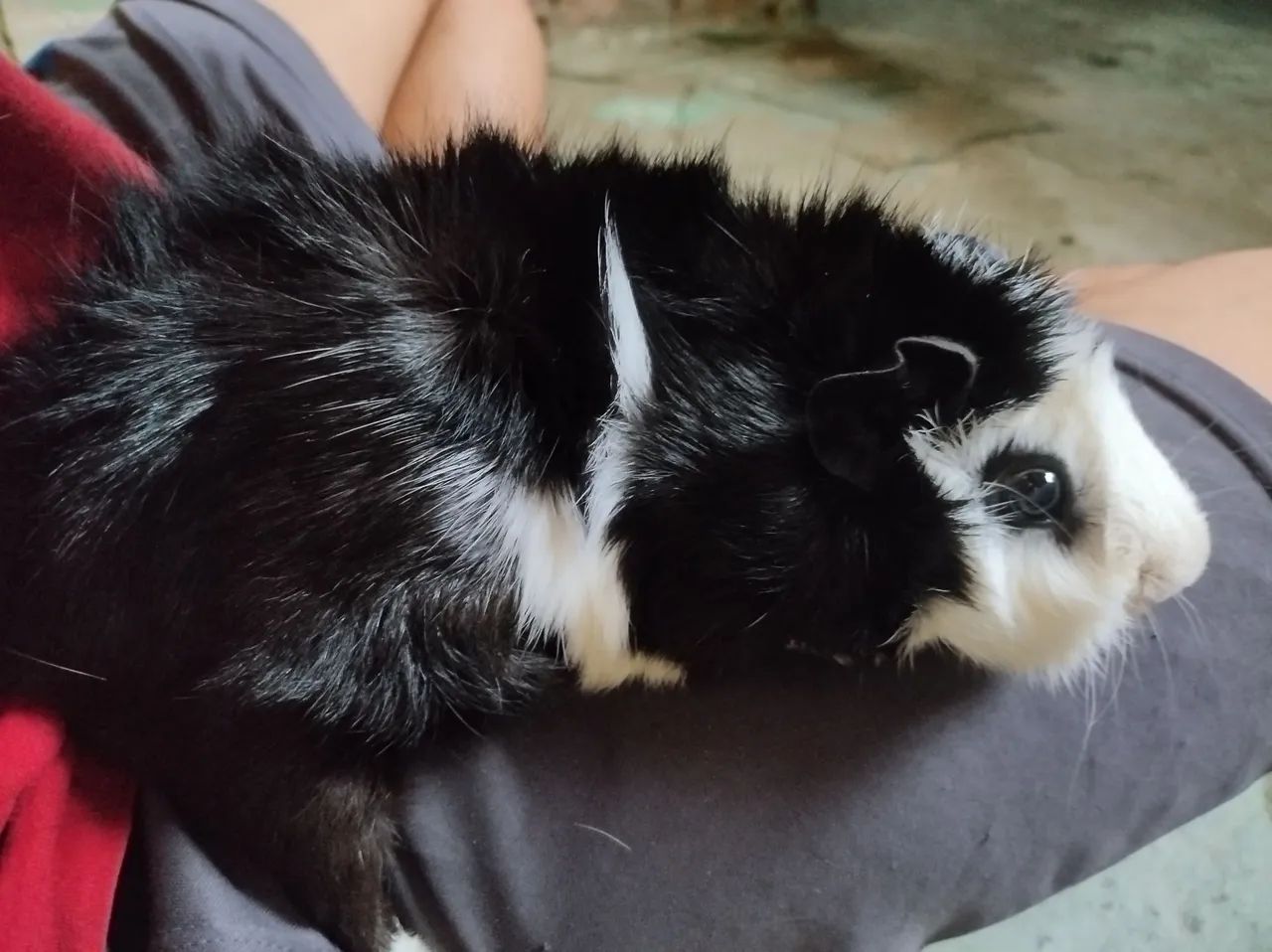 Porquinho da índia da raça abissínia 