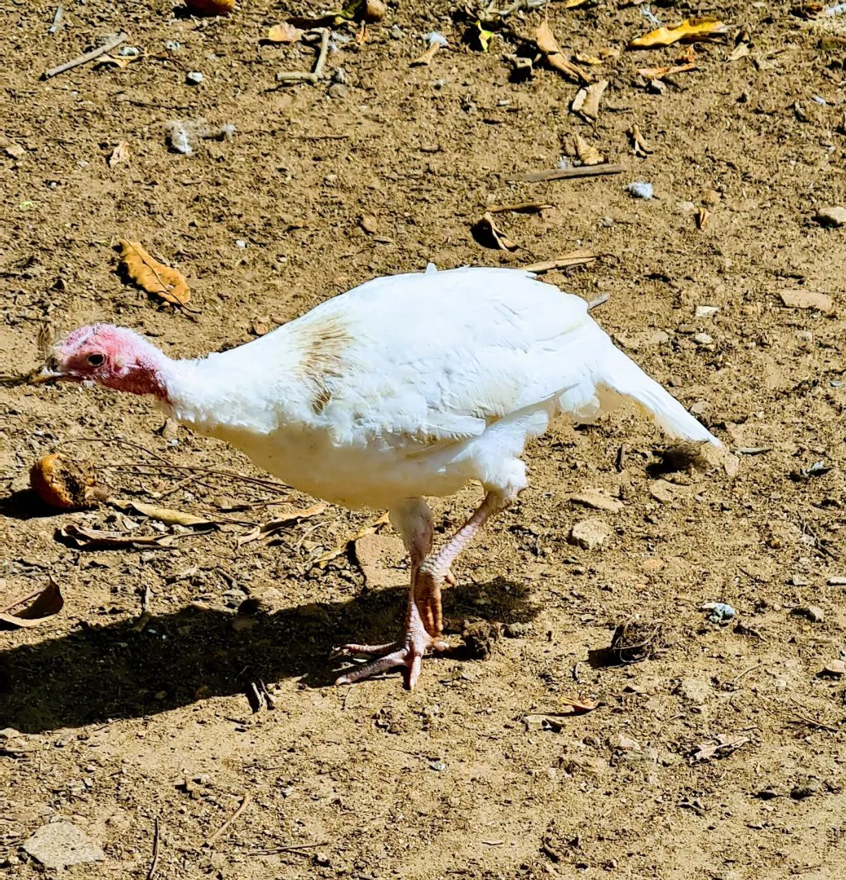 Perua branca para agropecuária