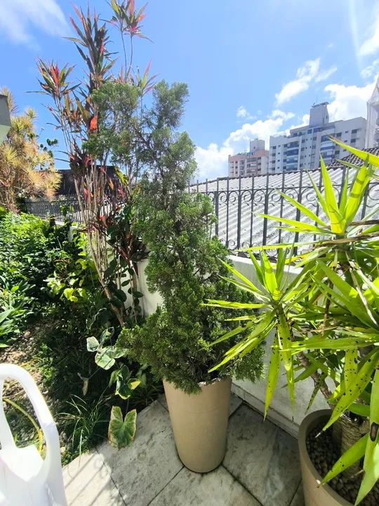 Pinheiro + Vaso cultivado há 10 anos - Foto 2