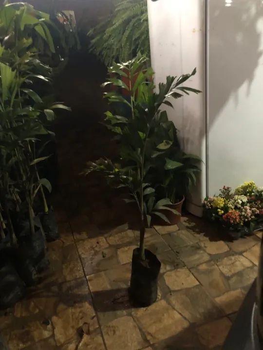 Lindas mudas de palmeiras Carpentárias e rabo de raposa - Foto 2