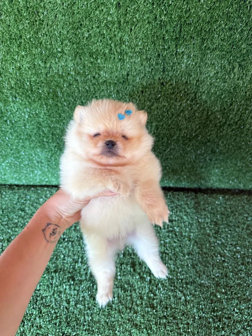 Lulu da pomerania mini  - Foto 2