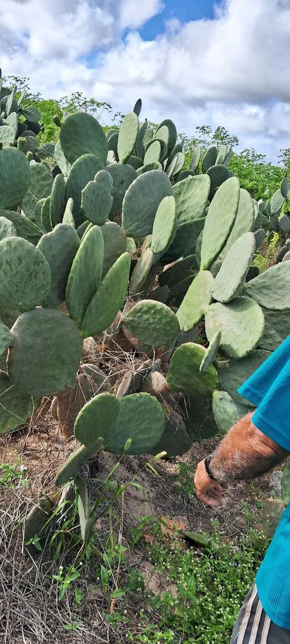 Palmas para ração animal e plantação 300,00 o milheiro  - Foto 3