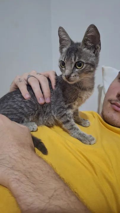 Gato Carinhoso para Adoção - Foto 3