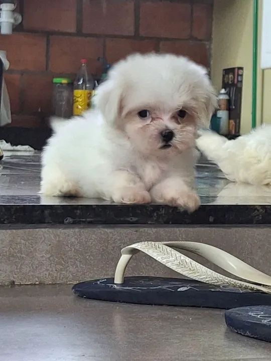 Vendofilhotes de Maltês - Foto 4