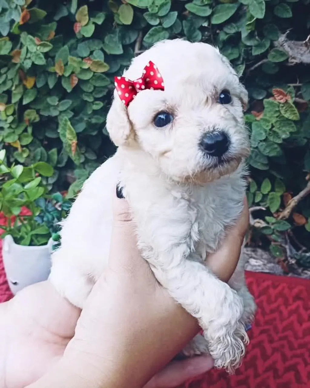 Fêmea Poodle Toy
