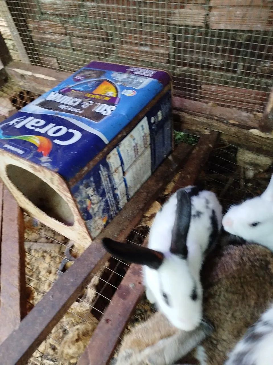 Coelhos para doação!!