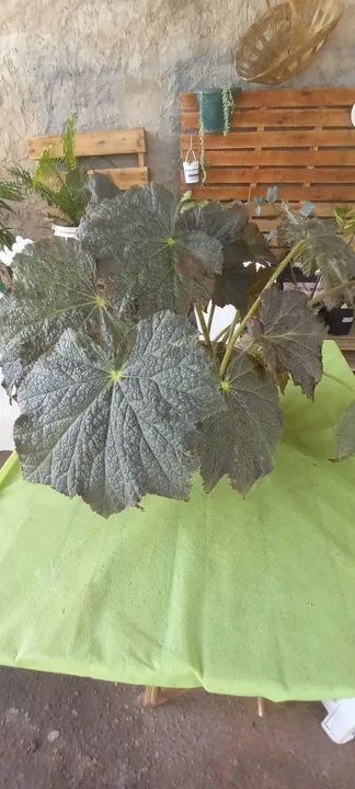 BEGÔNIA REX - UMA OBRA DE ARTE DA NATUREZA PARA SUA CASA! ? - Foto 4