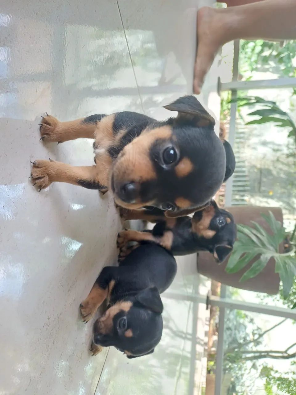 Filhote pinscher 1