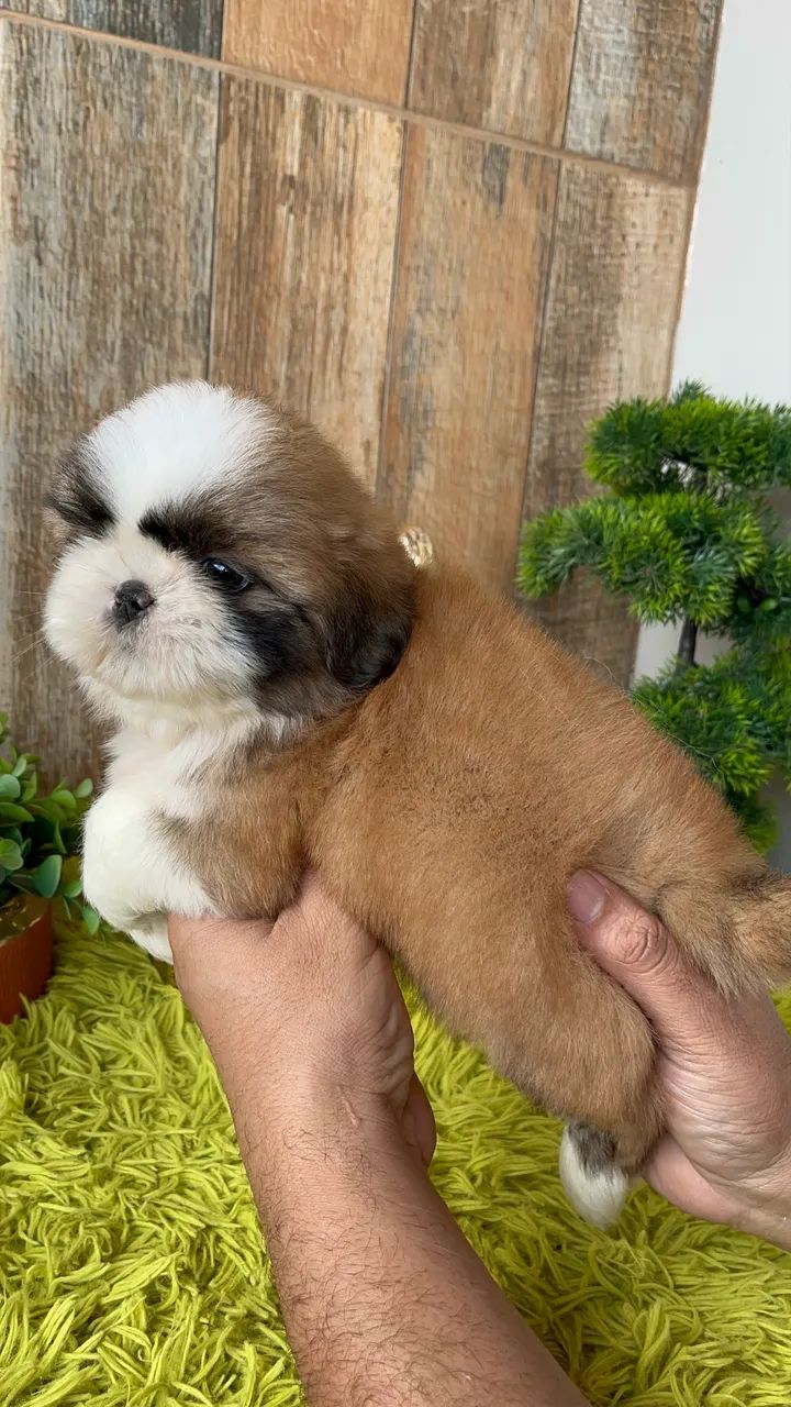 ShihTzu macho  - Foto 3