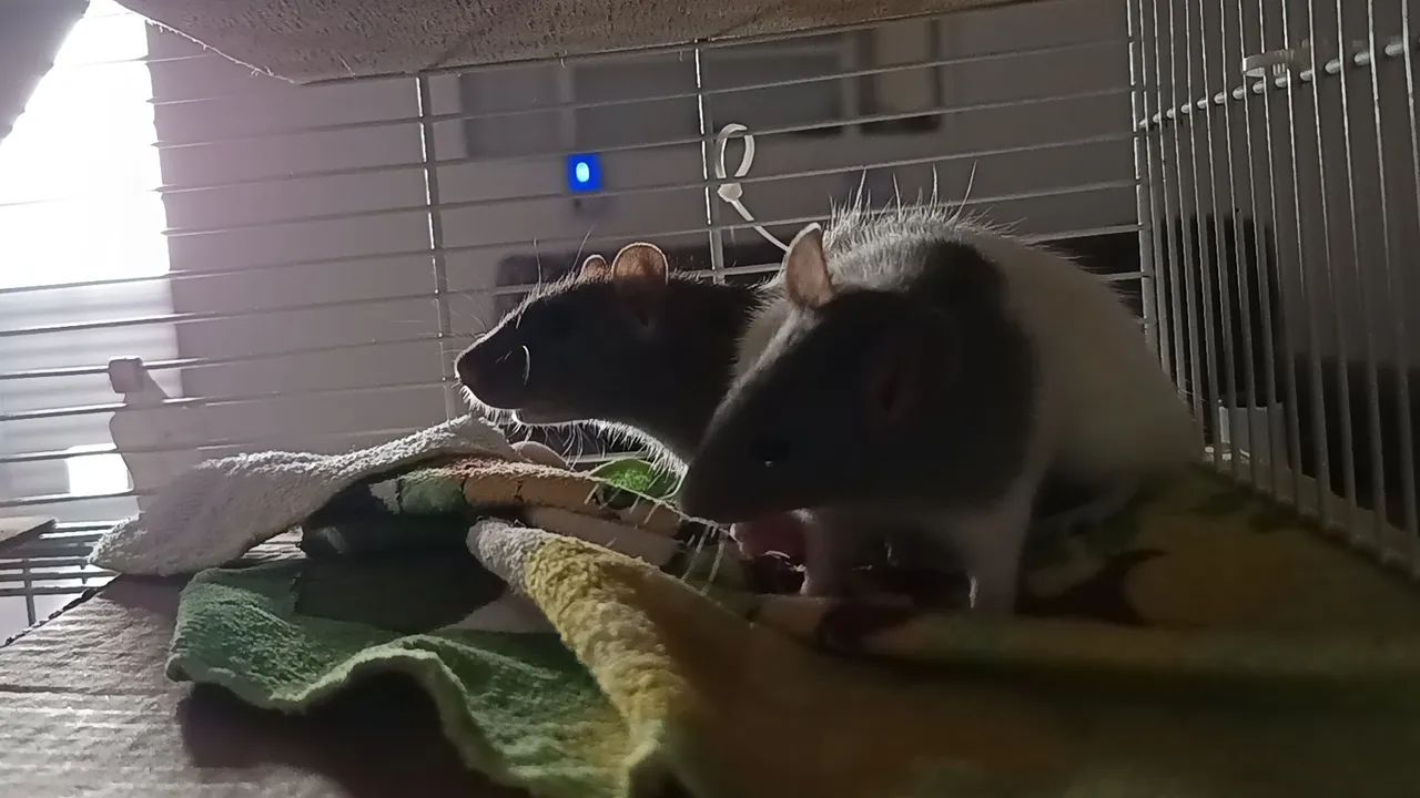 Ratas Twister - Foto 3