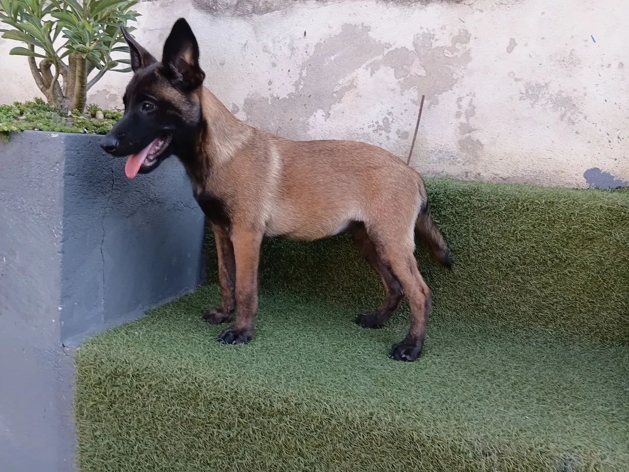 Pastor belga 10× sem juros  - Foto 3