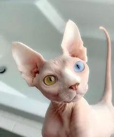 Sphynx Machos e Femeas  - Foto 2