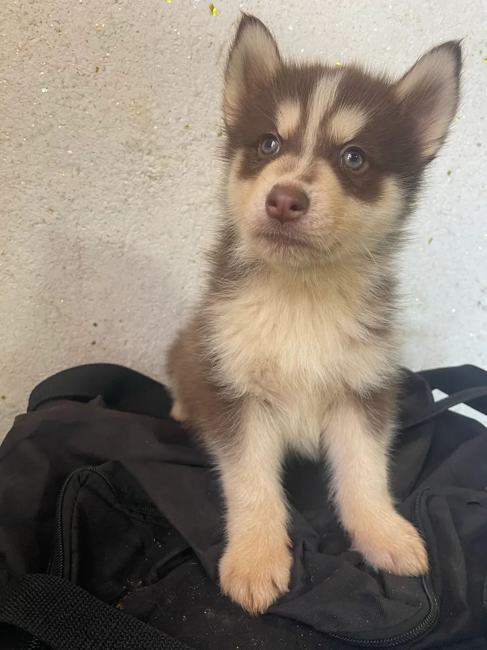 HUSKY  800$