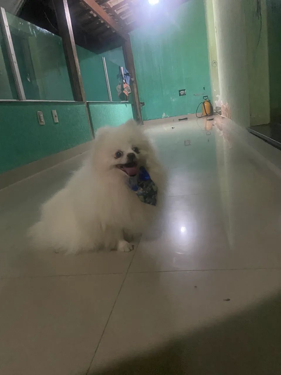 Spitz alemão para monta 