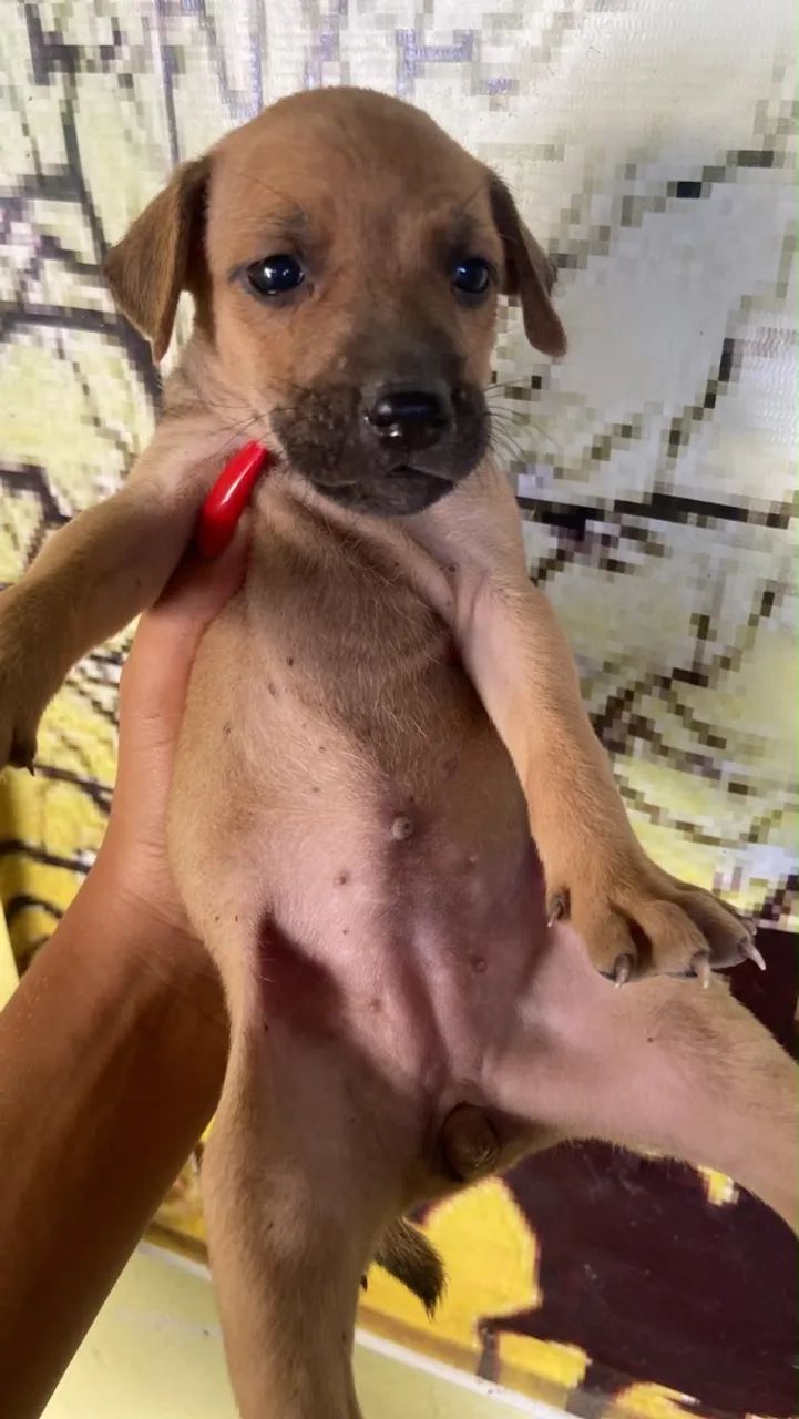 Doação de cachorro  - Foto 5