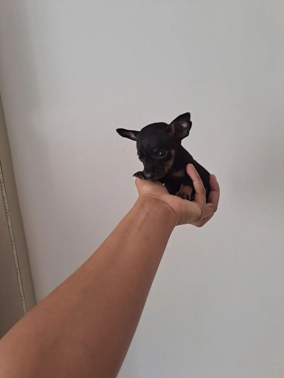 Zerinhos para encantar seu dia  - Foto 2