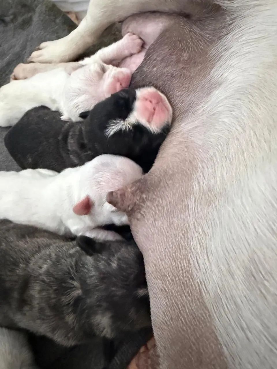 Buldogue francês  - Foto 3