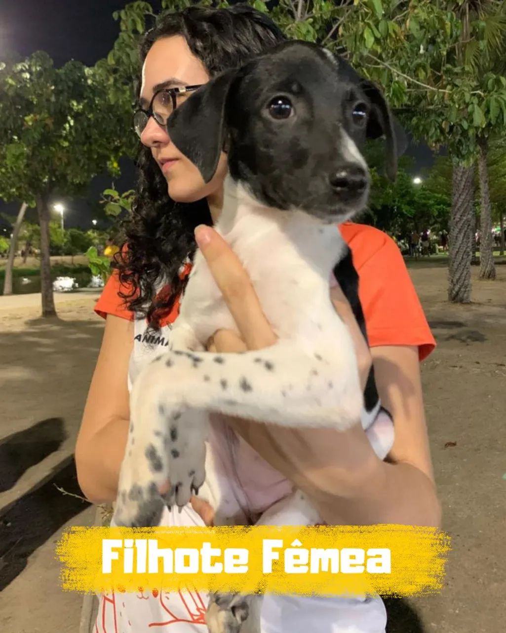 Filhotes disponíveis  - Foto 4