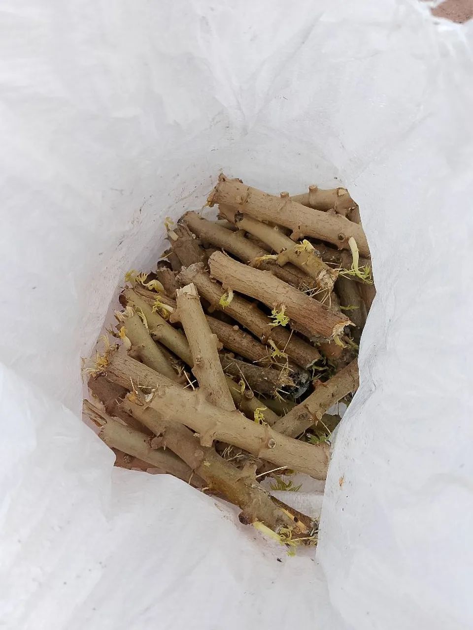 Rama de mandioca  - Foto 2