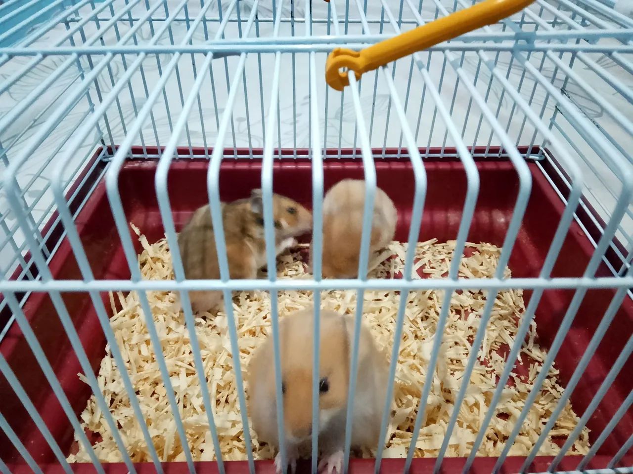 Hamster sirio  - Foto 4