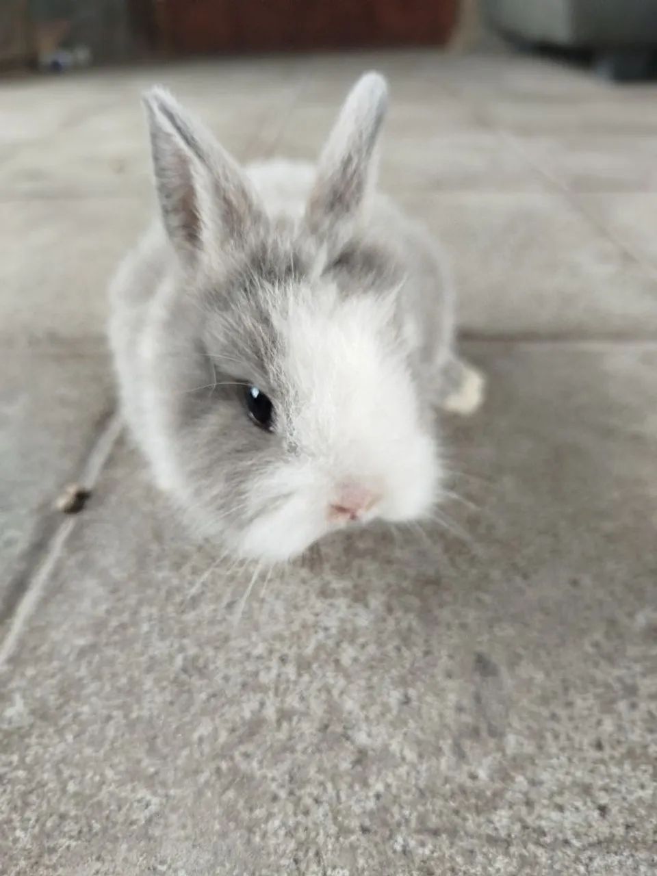 Mini coelho (somente para reserva )