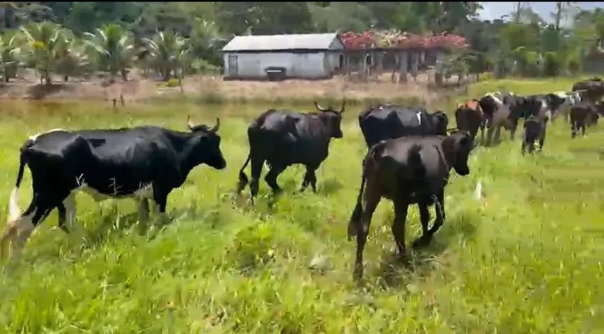 Gado Leiteiro - Holandês/Girolando (Itabuna/BA)