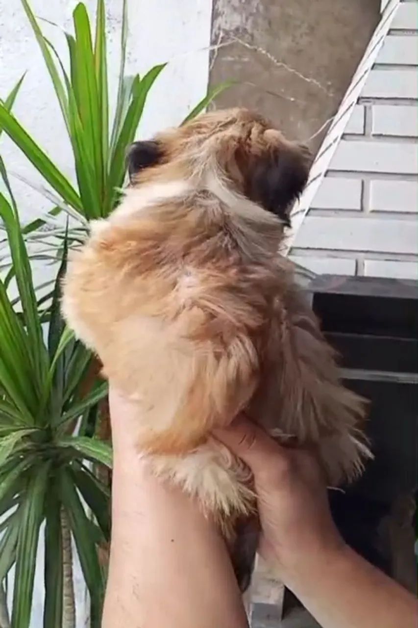Oportunidade Shih-tzu Macho  - Foto 3