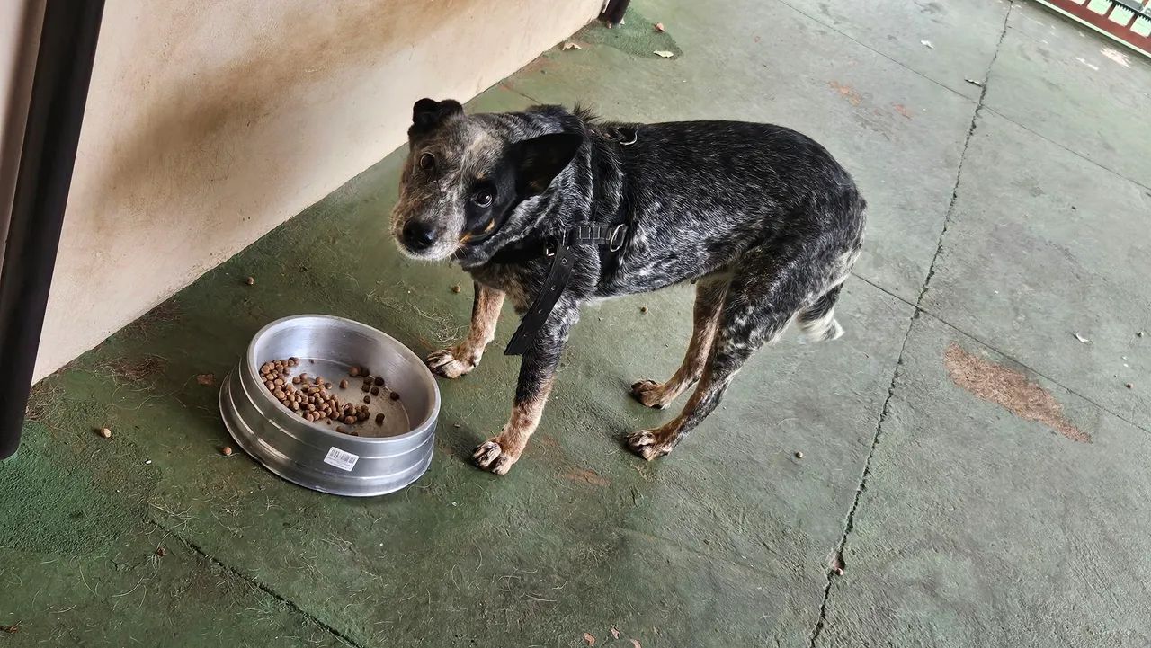 Doa-se Blue Heeler  - Foto 2