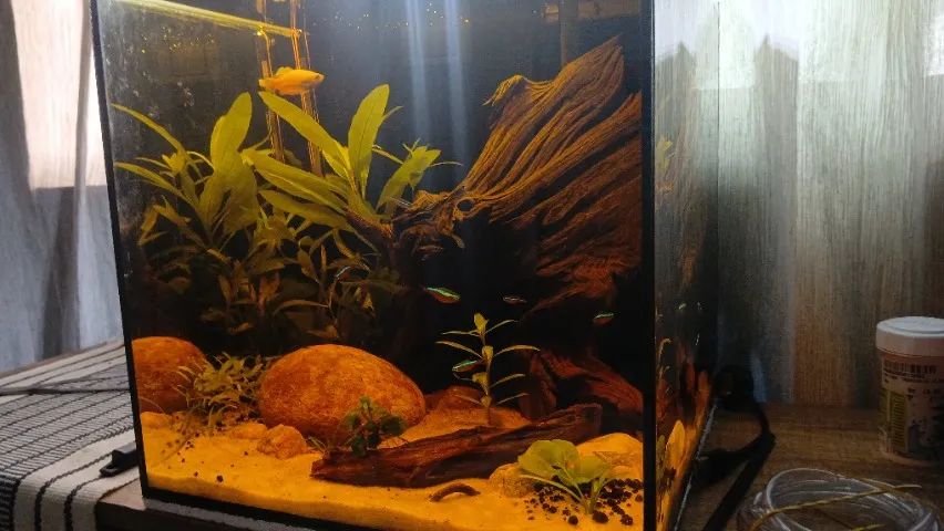 Aquario  - Foto 3