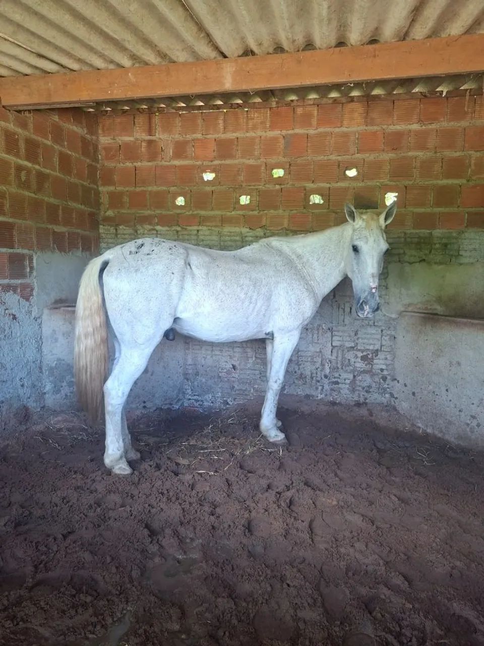 Vendo cavalo de esquerda  - Foto 3